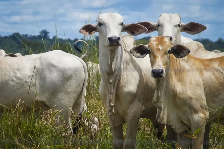 Pará tem o 2º maior rebanho de búfalos do Brasil 