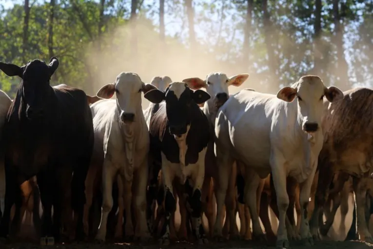 Pará tem o 2º maior rebanho de búfalos do Brasil 