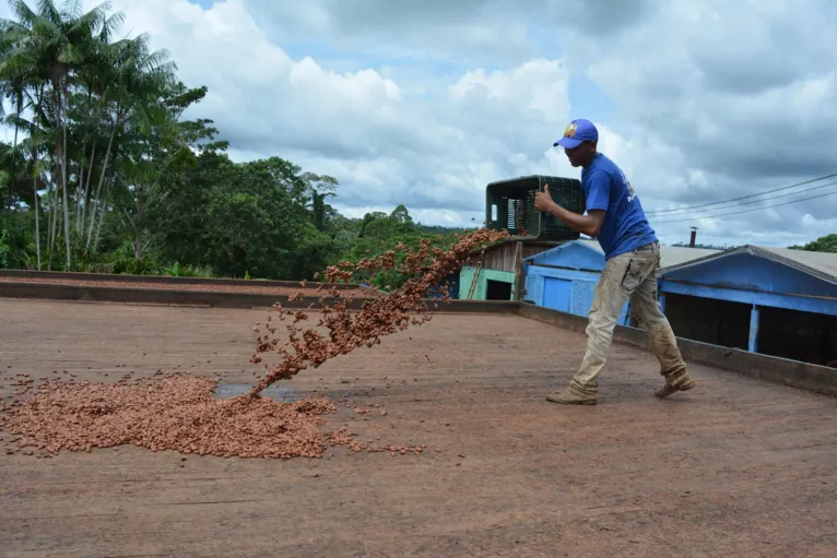 Cacau paraense produzido na Fazenda Panorama possui diferenciais que o tornam único