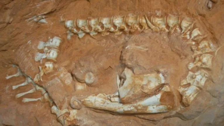 Fóssil de Ixalerpeton polesinensis, antepassado dos pterossauros, que foi encontrado no município de São João do Polêsine, RS.