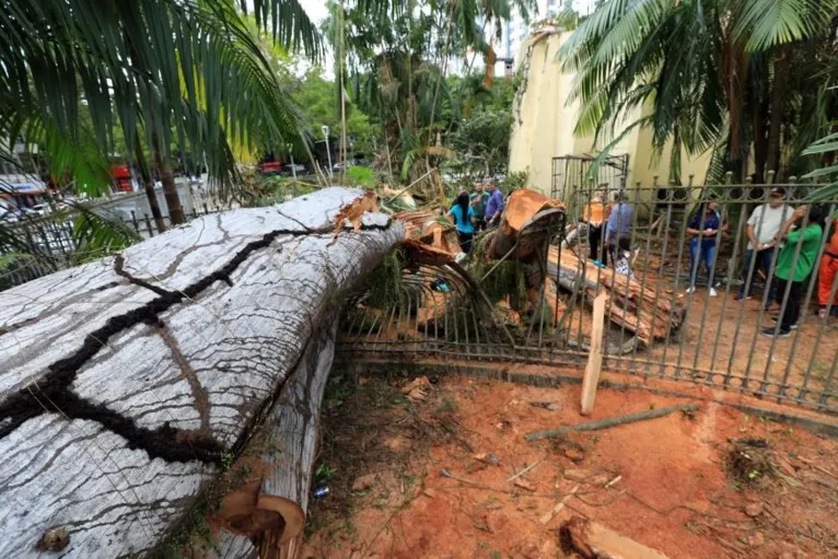 Após análise visual, os especialistas foram unânimes em apontar um violento ataque de fungos, bactérias e insetos como a causa do incidente.