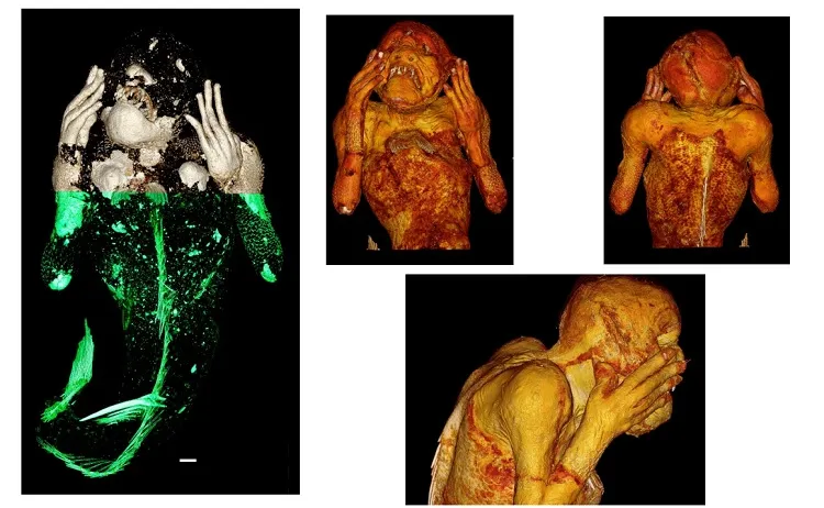 Imagens de raios-X do corpo da criatura.