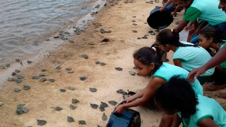 A preservação e a manutenção de animais silvestres no habitat natural são objetivos da soltura de filhotes Quelônios da Amazônia no Rio Tocantins