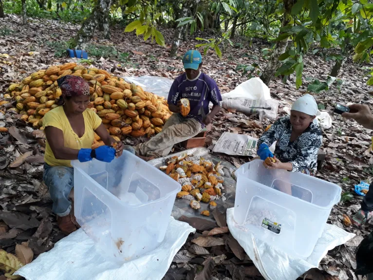 Centenas de pessoas são impactadas pela cacauicultura na região do "Polo da Transamazônica"