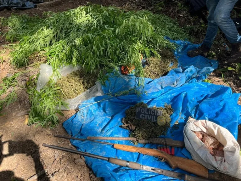 Plantação de maconha com 700 pés é encontrada no Pará