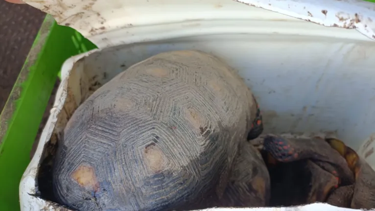 Animais silvestres são resgatados de caminhão no Pará