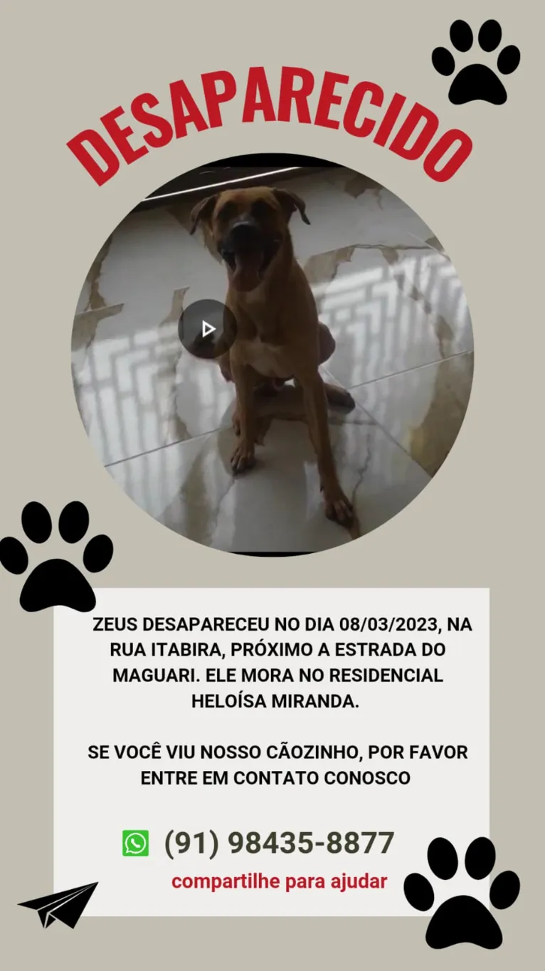 Ananindeua: família oferece recompensa por cão desaparecido 