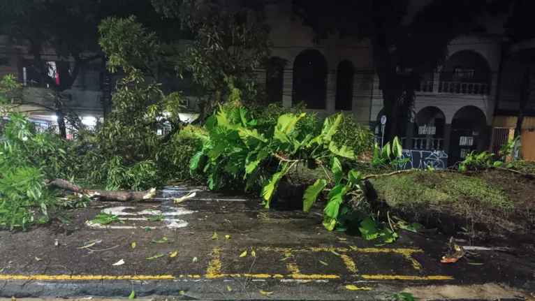 Não havia ninguém próximo no momento em que a árvore caiu