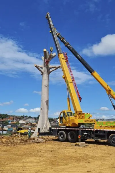 Árvore histórica é transplantada no novo Hospital de Tucuruí