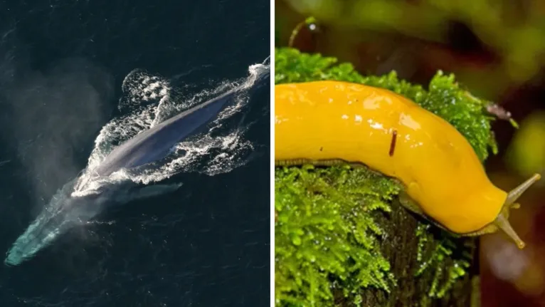 Baleia azul ou lesma-banana? Surpreenda-se com o resultado!