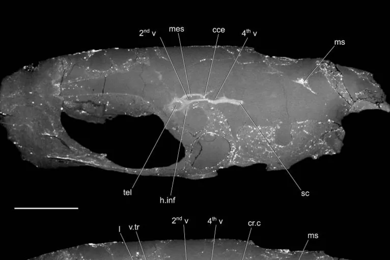 Imagem de tomografia compultadorizada do crânio de Coccophalus wildi mostrando o cérebro e as estruturas associadas (em branco)