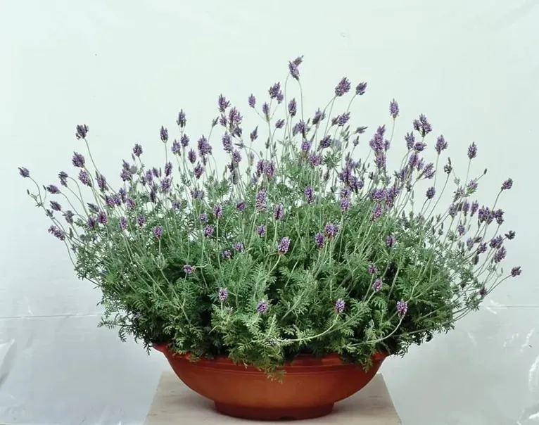 Lavanda