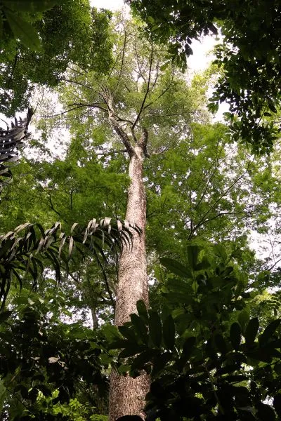 Parque do Utinga fecha trilhas ecológicas. Veja!