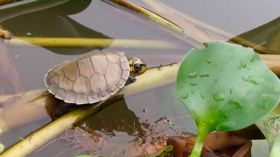 Desde 2017, o Projeto Quel&ocirc;nios de Marab&aacute; vem realizando o manejo de tartarugas da Amaz&ocirc;nia (Podocnemis expansa) e tracaj&aacute;s (Podocnemis unifilis).
