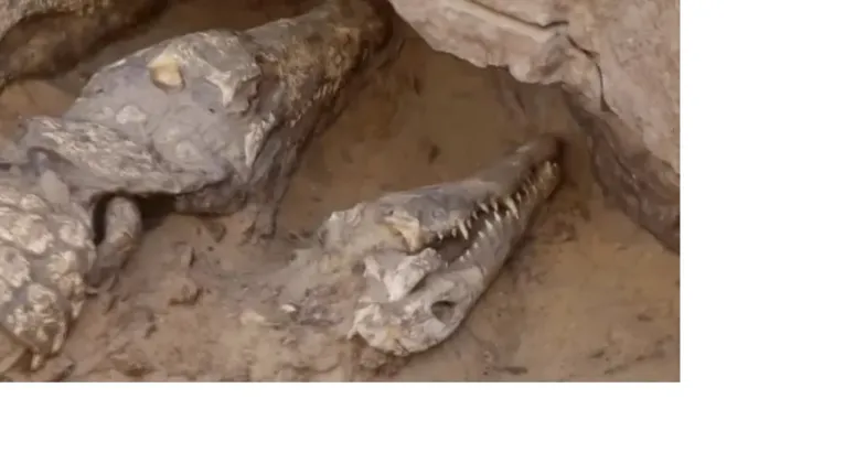 As múmias de crocodilos estavam entre 10 crocodilos adultos, de duas espécies diferentes