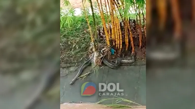 Momento em que a sucuri tenta nadar na correnteza das águas da grota criminosa