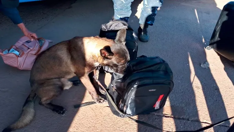 O cão farejador identificou a bagagem onde os 15 quilos de drogas se encontravam