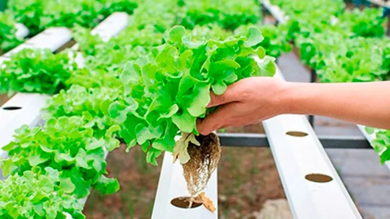 O plantio agroecológico de alface, cebolinha, cheiro-verde e couve era no solo e aos poucos foi sendo convertido para Hidroponia em Areia