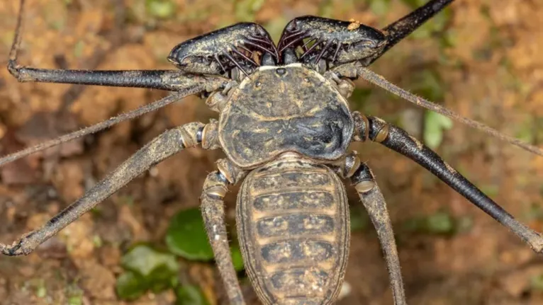 A espécie pode ser encontrada no Brasil