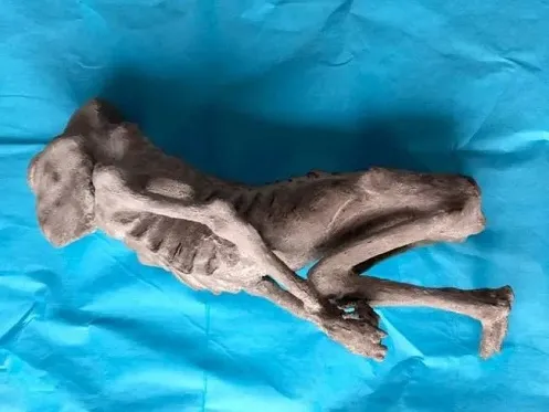 Vídeo: múmia bizarra e crânio gigante é encontrado no México