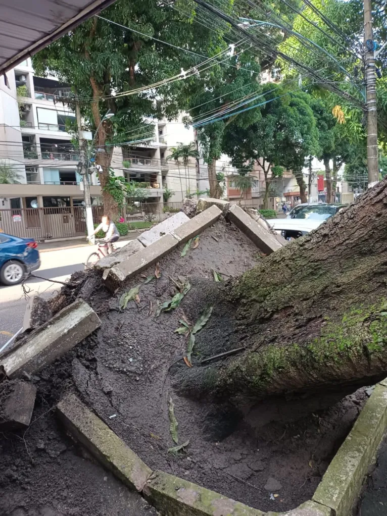 Árvore cai em frente ao Colégio Gentil, em Belém