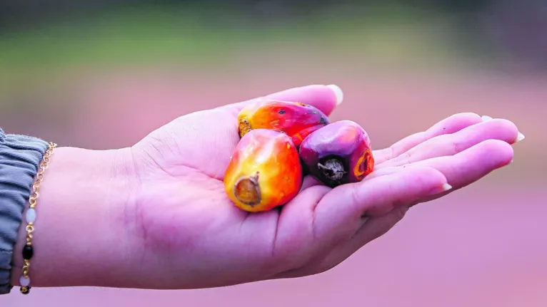 Agronegócio sustentável no pulmão da Amazônia