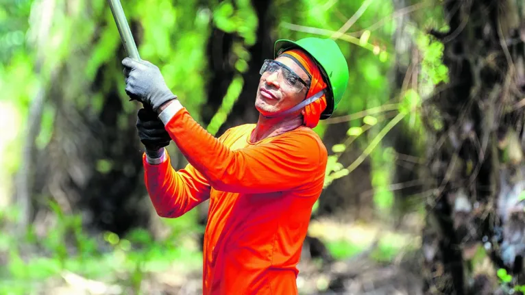 Agronegócio sustentável no pulmão da Amazônia