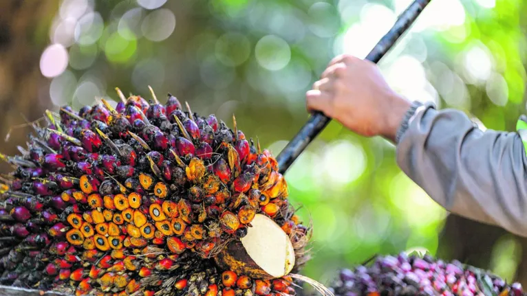 Agronegócio sustentável no pulmão da Amazônia