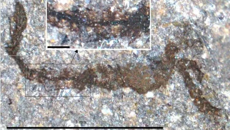 Fóssil de um artrópode com seu intestino visível como uma linha escura descoberto em um sítio de fósseis no Reino Unido.