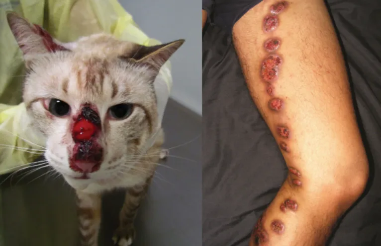 Esporotricose acomete gatos e pode afetar humanos