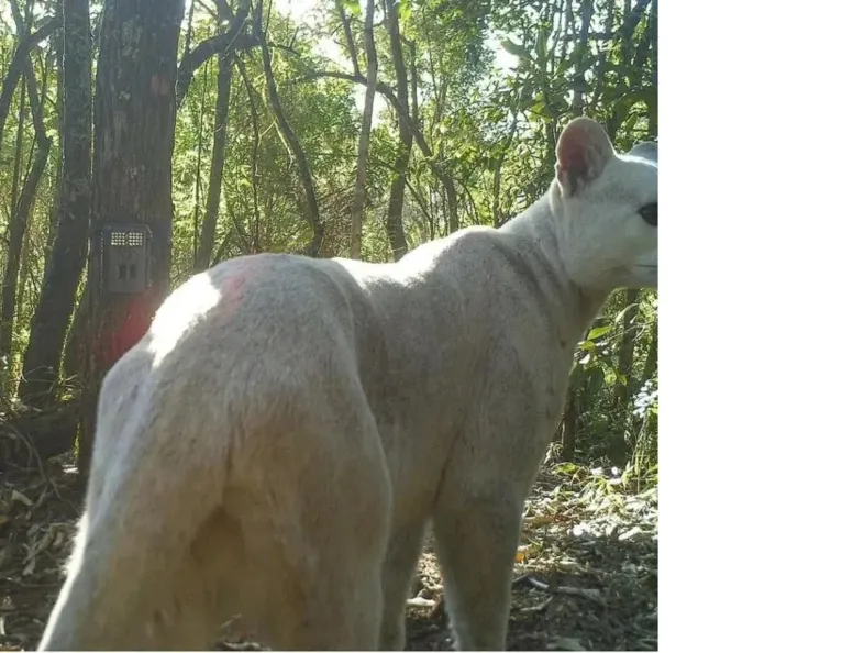 Um morador da região do Kalembe, em Nogueira, distrito de Petrópolis, filmou um felino branco caçando na mata