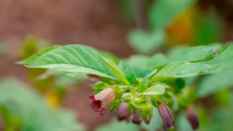 Conheça quatro tipos de plantas extremamente tóxicas