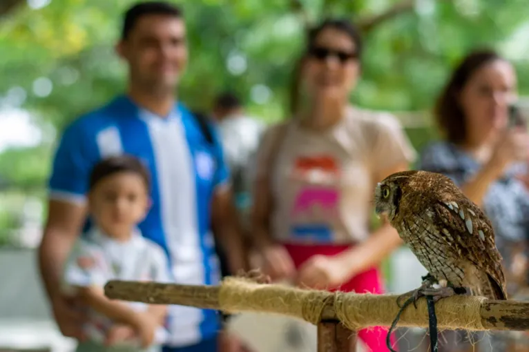 Programação será neste domingo (19).