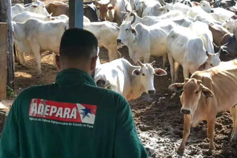 O estado possui o segundo maior rebanho bovino do país, com 26.754.388 animais.