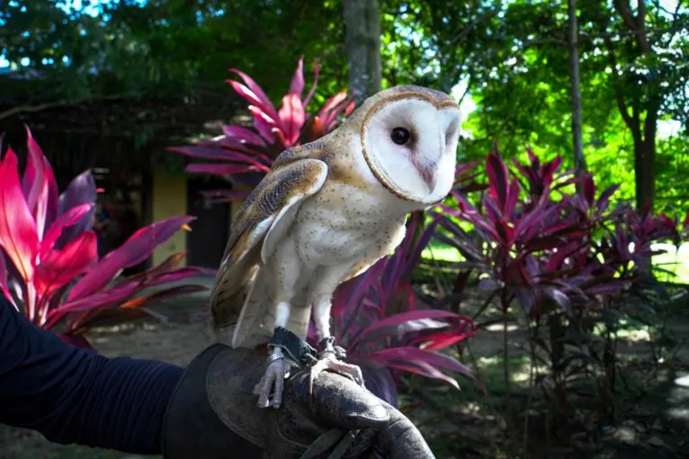 Parque Zoobotânico Mangal das Garças, em Belém