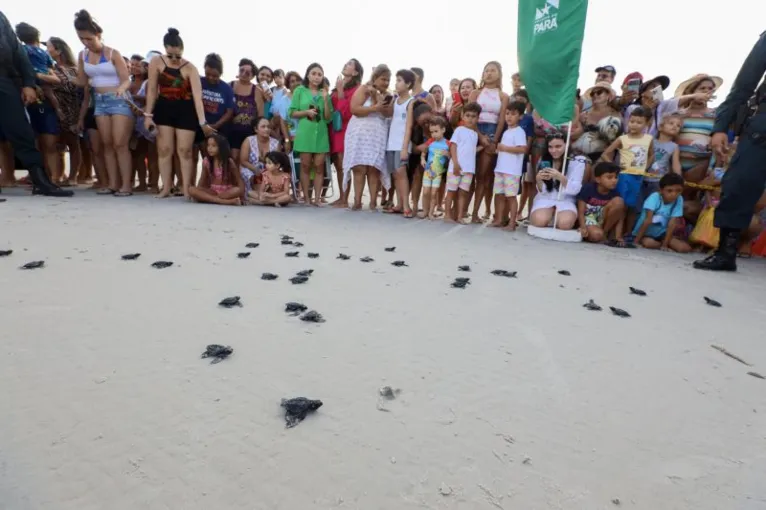 Filhotes de tartaruga-oliva correm em direção ao mar, preservando a espécie e contribuindo para o equilíbrio ambiental