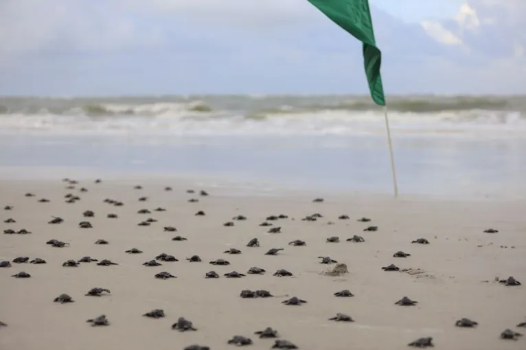 Praia do Atalaia, berçário de quelônios na costa atlântica do Pará