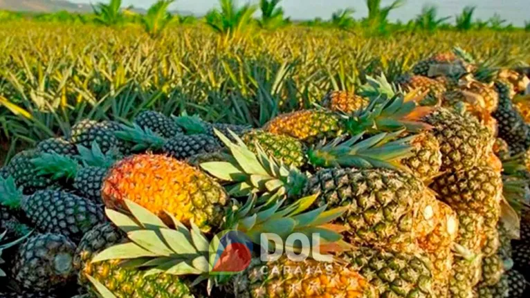 O evento, que celebra a importância do fruto para o município, é motivo de orgulho para a população local