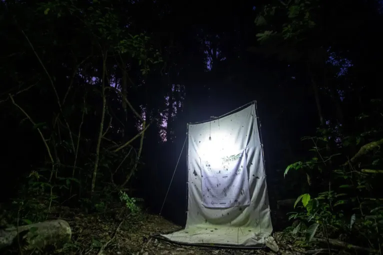 Armadilha de luz através da qual os pesquisadores conseguiram coletar a nova espécie de louva-a-deus.