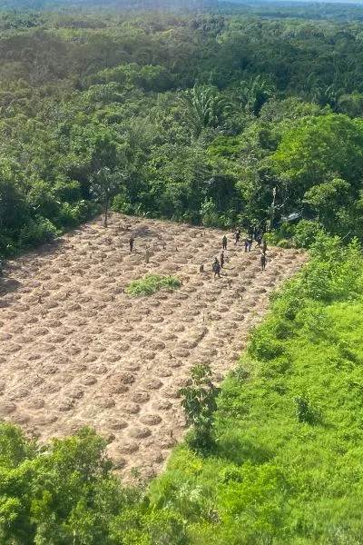 Cerca de 9 mil pés da droga foram localizados na comunidade do Umirizal, na zona rural do município de Terra Alta.