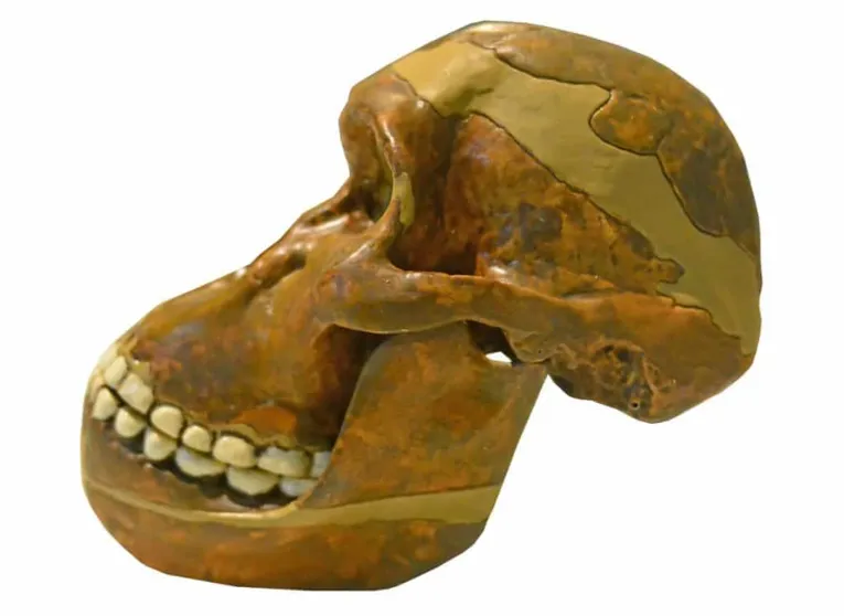 Vista lateral do crânio de Australopitecos, um dos primeiros ancestrais do homem da África, mostra dentes perfeitamente alinhados.