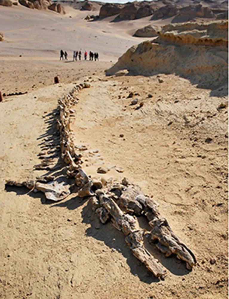 Ossos de criatura bizarra,  de 15 metros de comprimento, que habitava nos Ocean no deserto do Egito