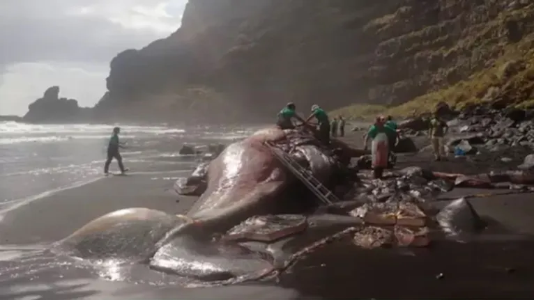 A baleia cachalote foi encontrada morta, encalhada em uma praia da ilha de La Palma