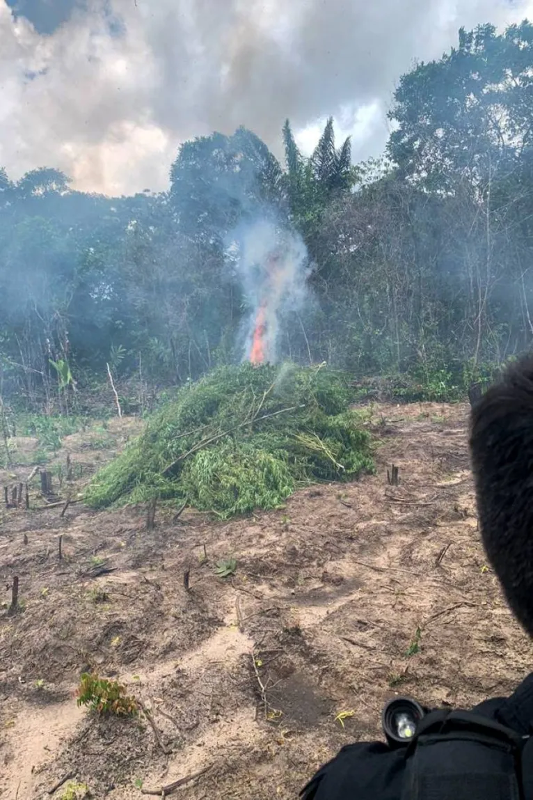 A plantação de maconha foi queimada pelos agentes de segurança.