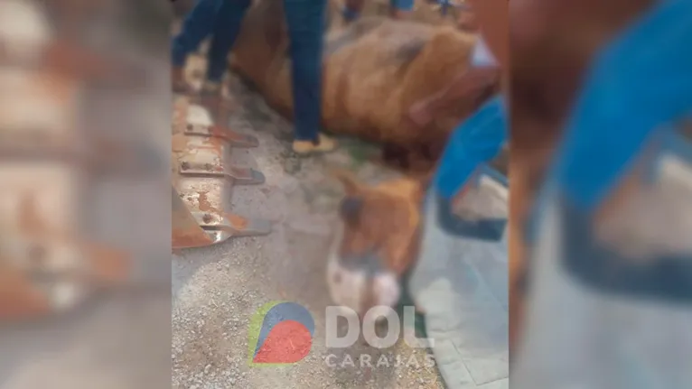 É bem provável que a exaustão, desidratação e possível parada cardíaca podem ter levado o animal a óbito