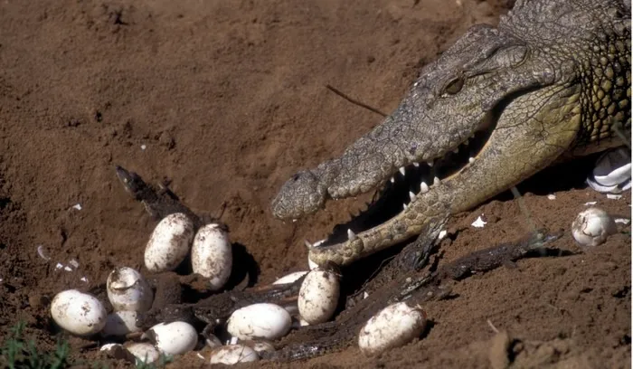 Sem a presença de um macho, o animal produziu uma ninhada de 14 ovos