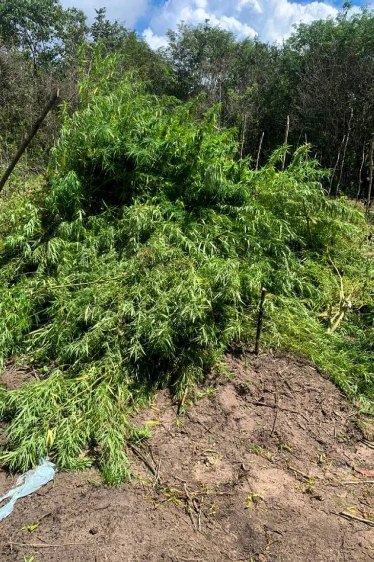 A plantação de maconha foi queimada pelos agentes de segurança.