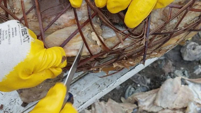 Fiscais aprendem 800 kg de pescado em Ipixuna do Pará