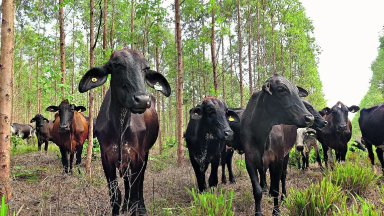 A instituição desenvolve a integração entre lavoura, pecuária e floresta