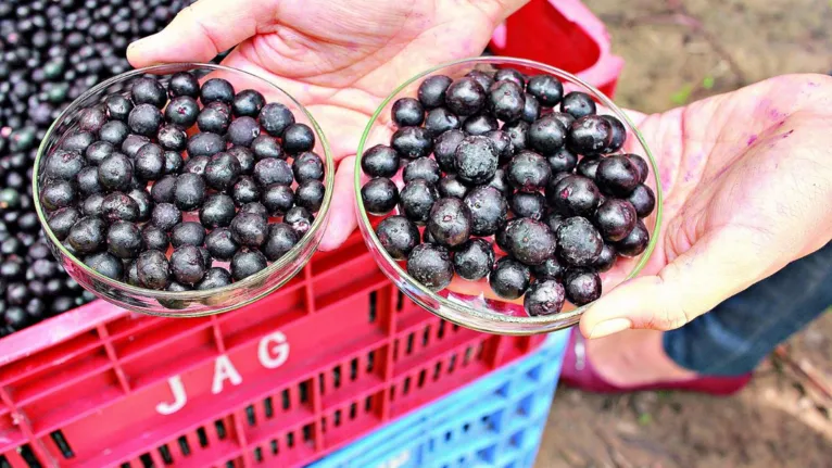 São diversas pesquisas relacionadas à alimentação